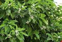 جشن عروسی درخت نارنج