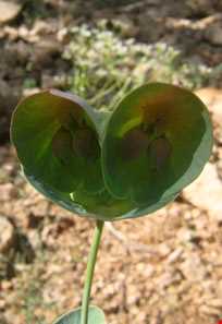 تنگ خرم ناز