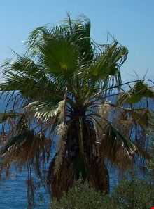 ساحل شبه جزیره مار