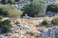 منطقه کاخ کالکوی