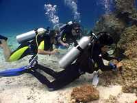 Scuba Diving