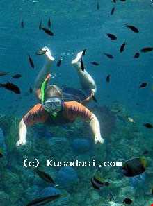 پارک دریایی آدلاند