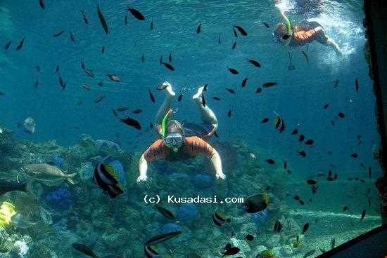 پارک دریایی آدلاند