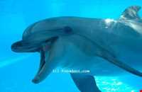 پارک دریایی آدلاند