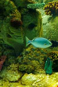 آکواریوم استانبول