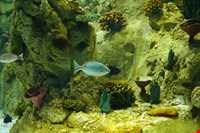 Istanbul Aquarium