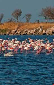 بهشت پرندگان