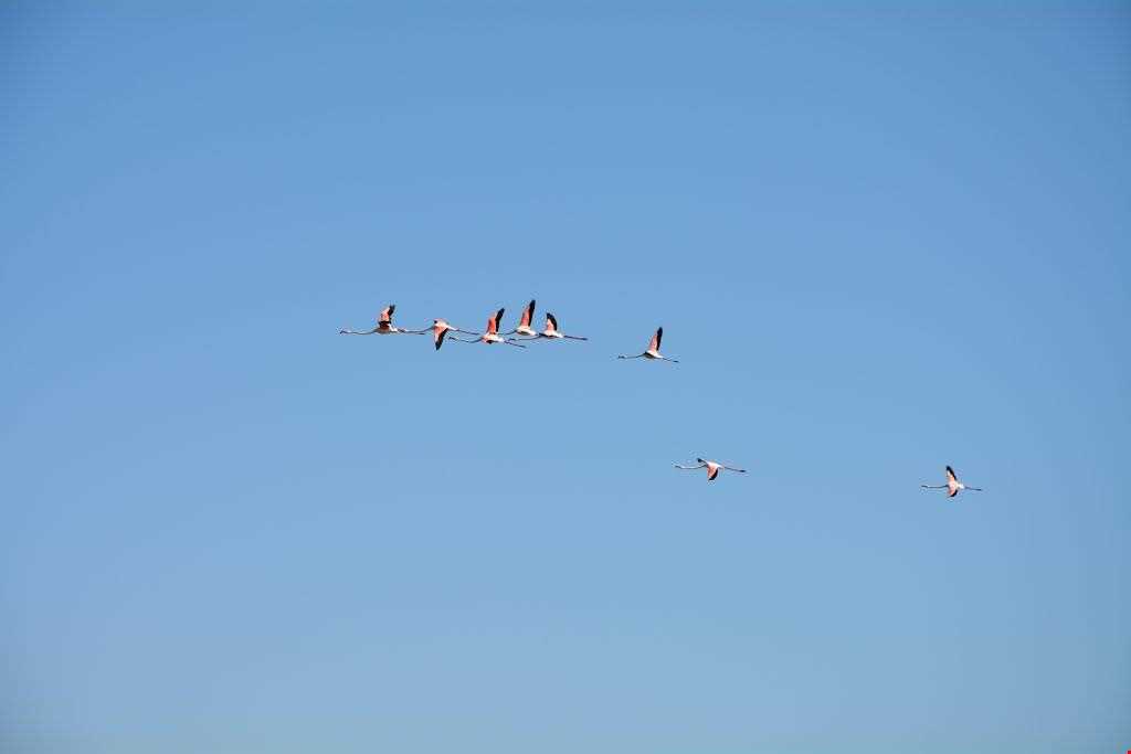 بهشت پرندگان