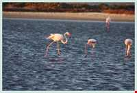 بهشت پرندگان