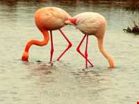 بهشت پرندگان