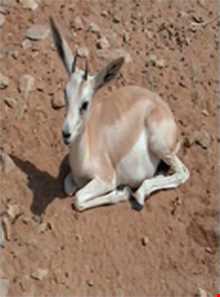 باغ وحش دبی