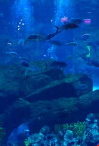 آکواریوم دبی