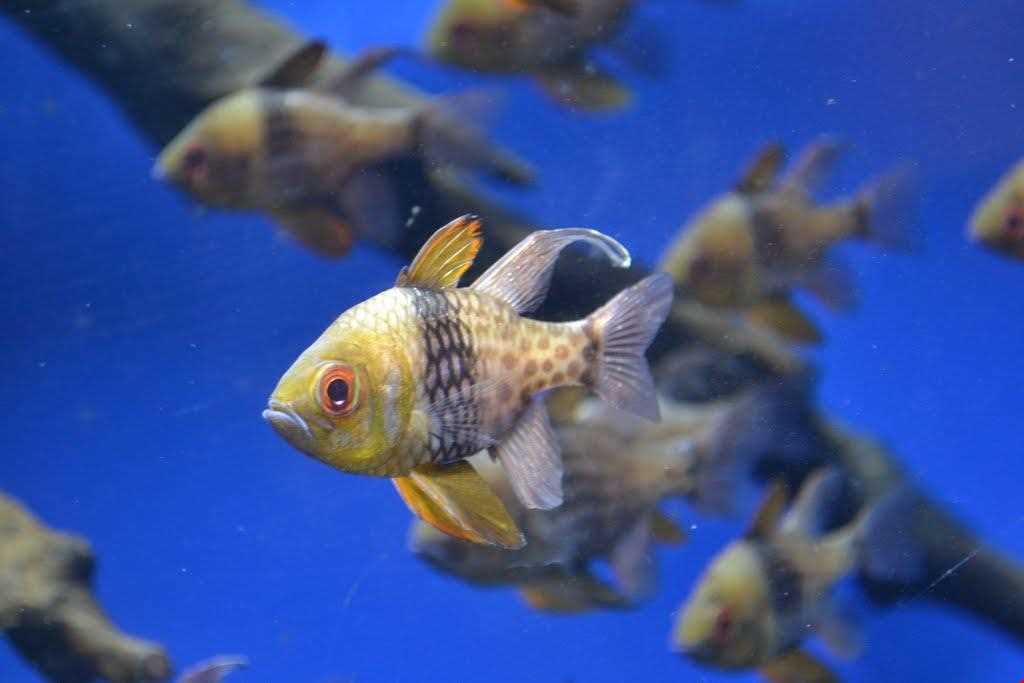 آکواریوم دبی