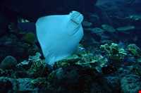 آکواریوم دبی