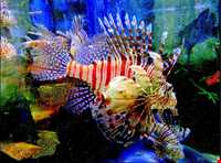 آکواریوم دبی