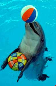 دلفیناریوم دبی