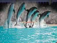 Dubai Dolphinarium