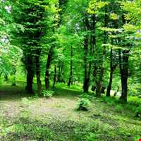 آبشار کوه سر