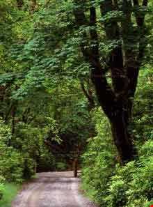 پارک جنگلی سفیدآب