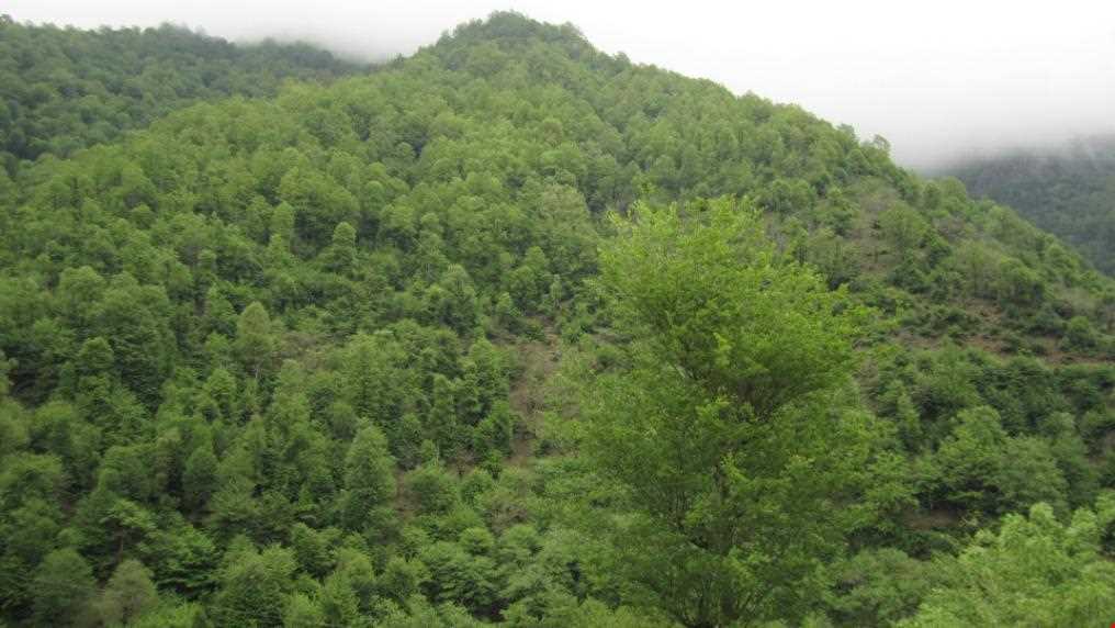 پارک جنگلی سفیدآب