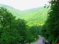 پارک جنگلی سفیدآب