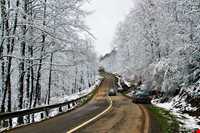 جنگل و جاده عباس‌آباد