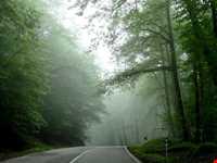 جنگل و جاده عباس‌آباد