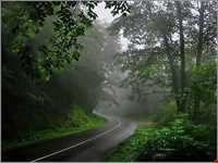 جنگل و جاده عباس‌آباد