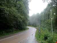 جنگل و جاده عباس‌آباد