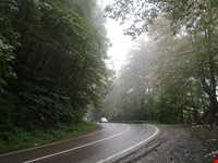 جنگل و جاده عباس‌آباد