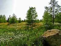 باغ گیاه شناسی ملی ایران