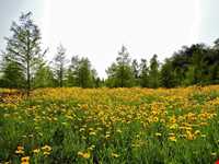 باغ گیاه شناسی ملی ایران