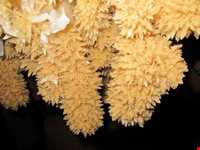 غار زرین آباد