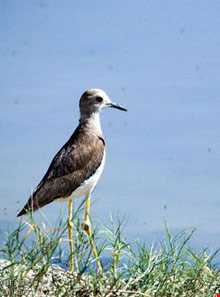تالاب بین المللی کمجان