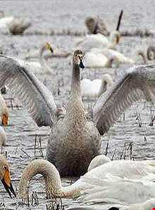 تالاب سولدوز