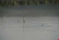 تالاب سولدوز