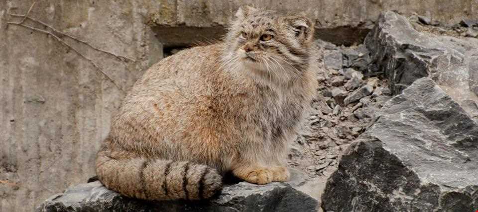 پارک ملی ساریگل