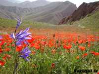 پارک ملی ساریگل