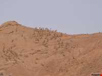 پارک ملی ساریگل