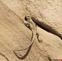 پارک ملی ساریگل