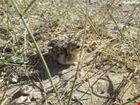 پارک ملی ساریگل