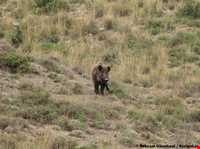 پارک ملی ساریگل