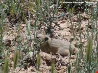 پارک ملی ساریگل