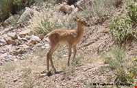 پارک ملی ساریگل