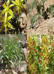 National Park Sarigol