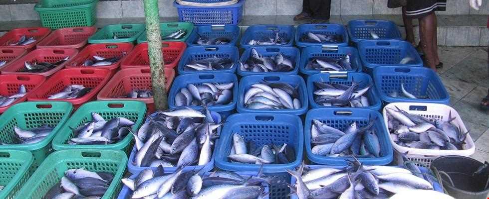 بازارهای میوه و ماهی