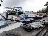 بازارهای میوه و ماهی