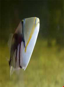 آکواریوم موریس