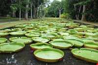 Pamplemousses Royal Garden