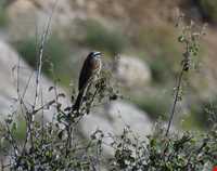 پارک ملی سالوک